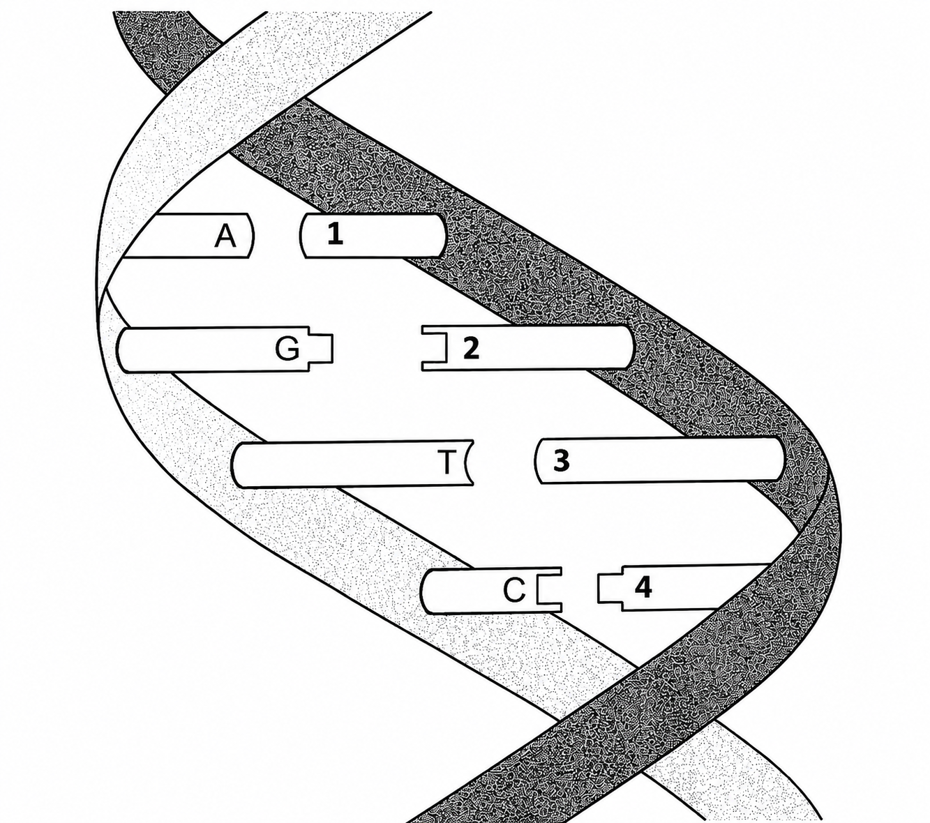 Schema replicării ADN cu pozițiile 1–4