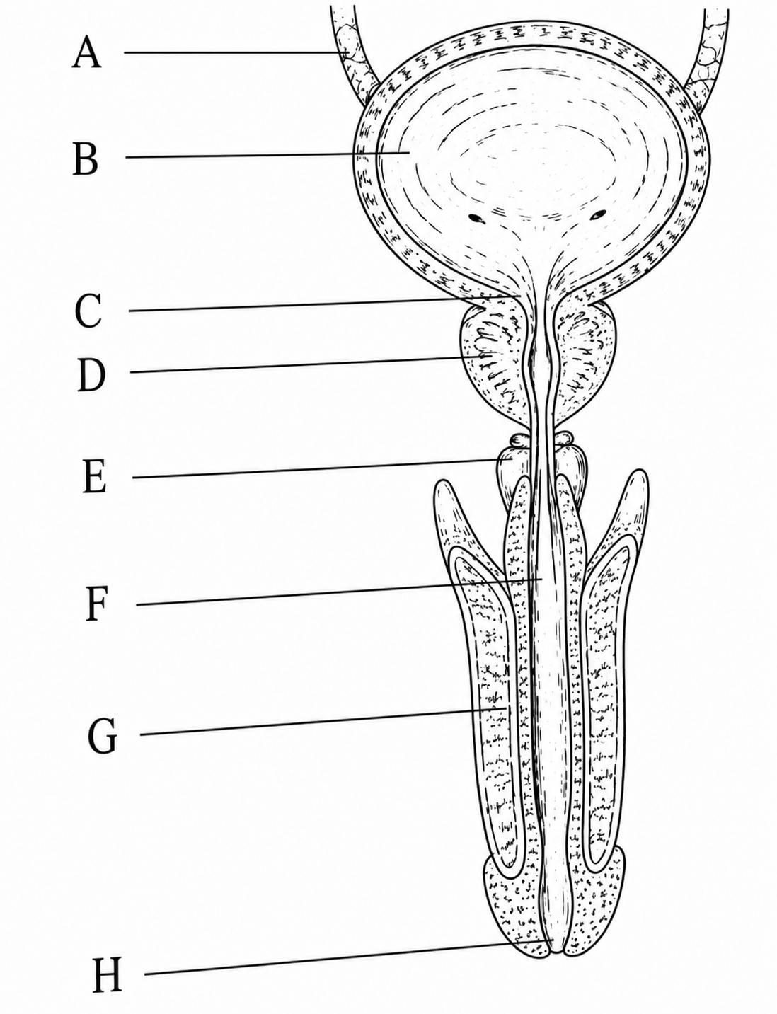 Schema aparatului urogenital cu structuri notate A–H