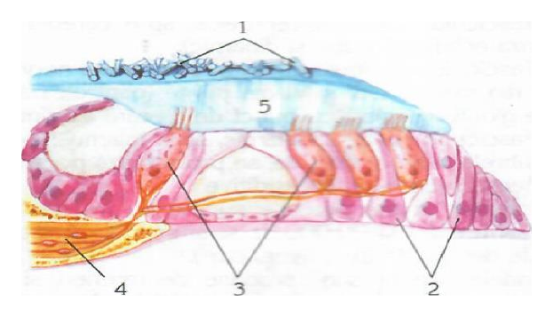 Membrana otolitică cu structuri numerotate 1–5