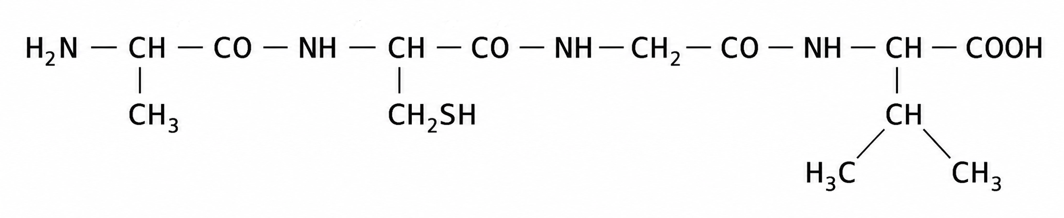 peptid