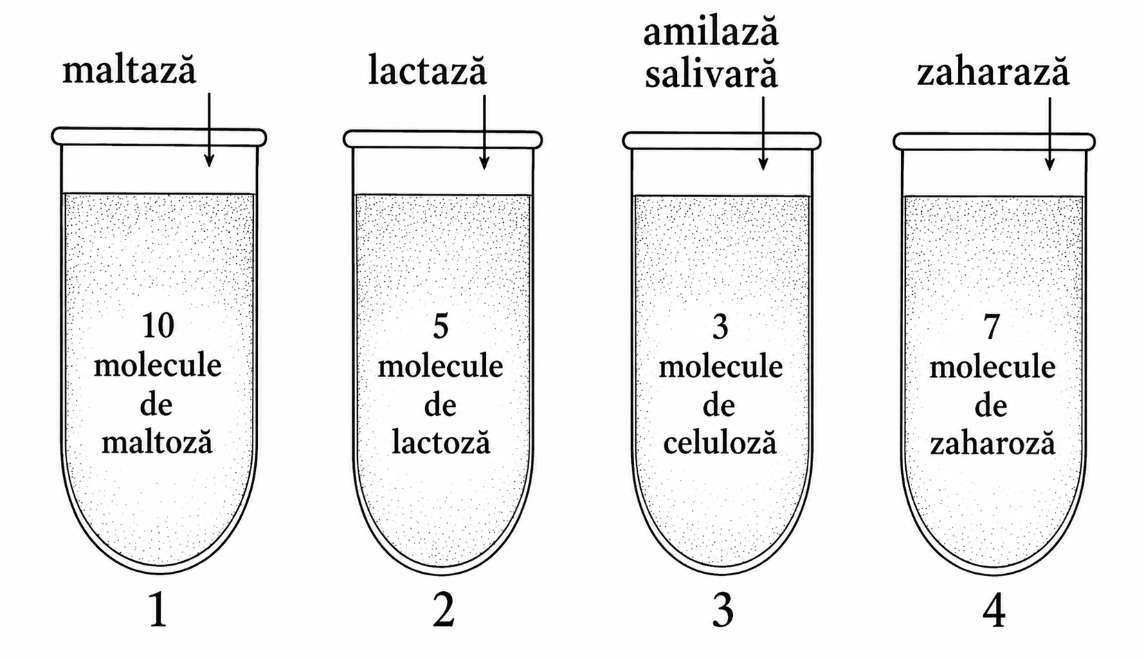 Patru eprubete cu enzime și substraturi glucidice, numerotate 1–4